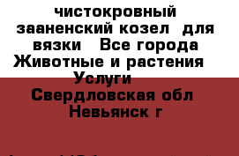 чистокровный зааненский козел  для вязки - Все города Животные и растения » Услуги   . Свердловская обл.,Невьянск г.